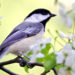 Springtime Chickadee - Manzella Marketing Buffalo, NY